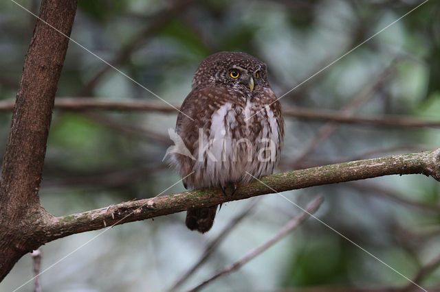 Eurasian Pygmy-Owl (Glaucidium passerinum)