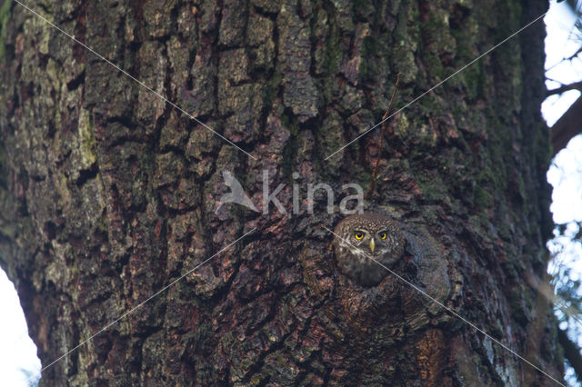 Eurasian Pygmy-Owl (Glaucidium passerinum)