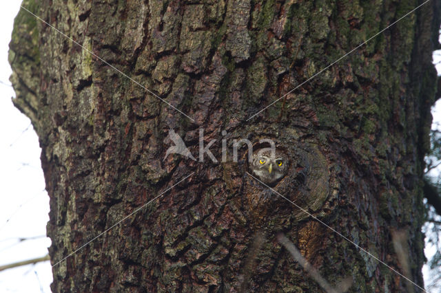 Eurasian Pygmy-Owl (Glaucidium passerinum)