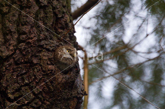 Eurasian Pygmy-Owl (Glaucidium passerinum)