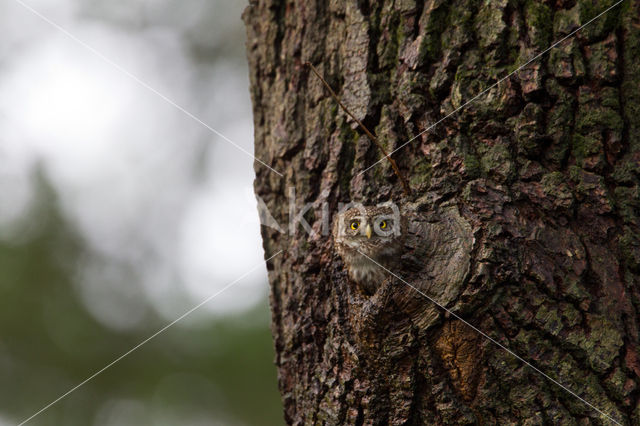 Eurasian Pygmy-Owl (Glaucidium passerinum)