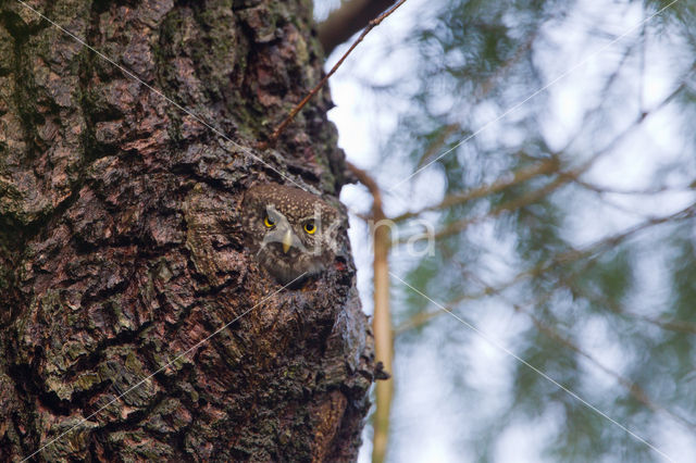 Eurasian Pygmy-Owl (Glaucidium passerinum)