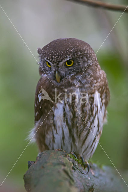 Eurasian Pygmy-Owl (Glaucidium passerinum)
