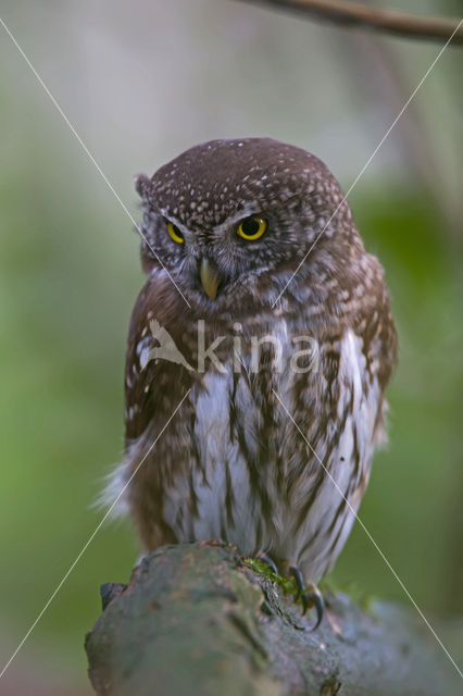 Dwerguil (Glaucidium passerinum)