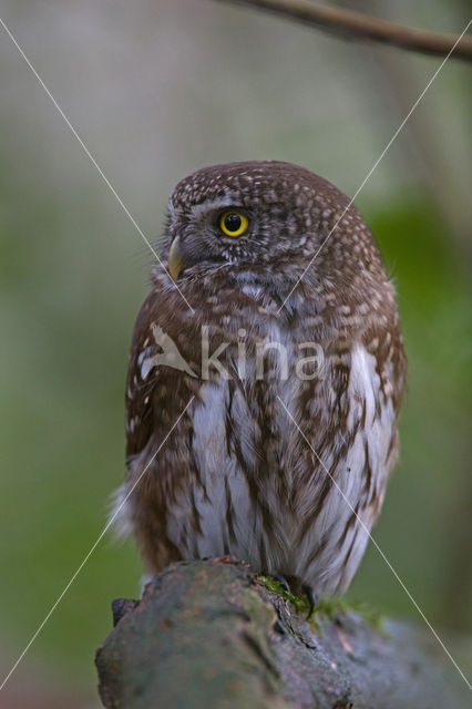 Eurasian Pygmy-Owl (Glaucidium passerinum)