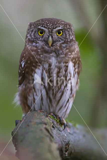 Eurasian Pygmy-Owl (Glaucidium passerinum)