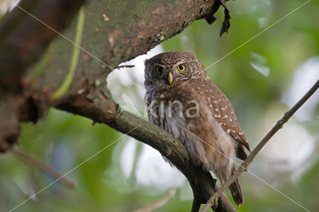 Eurasian Pygmy-Owl (Glaucidium passerinum)