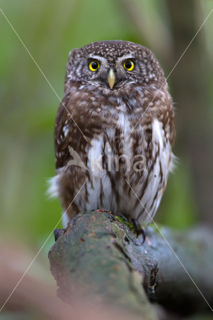 Eurasian Pygmy-Owl (Glaucidium passerinum)