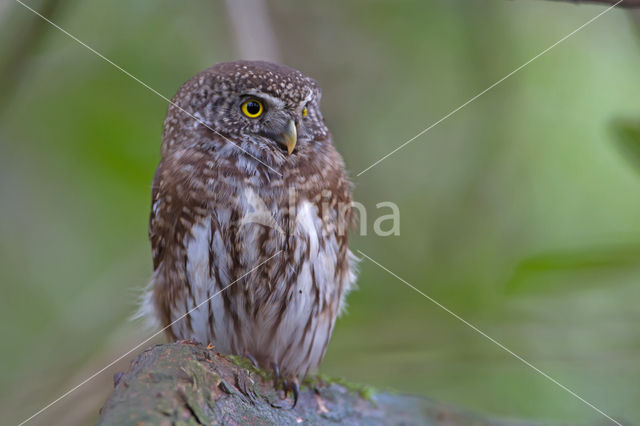 Eurasian Pygmy-Owl (Glaucidium passerinum)