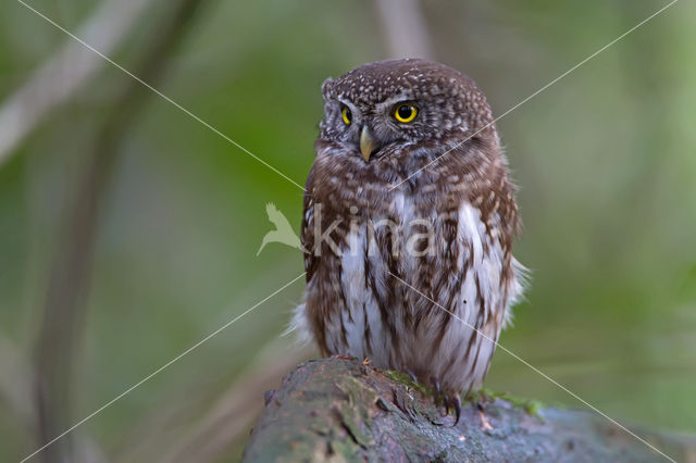 Eurasian Pygmy-Owl (Glaucidium passerinum)