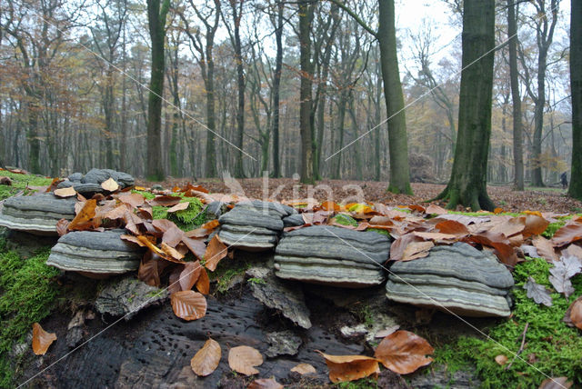 touchwood (Fomes fomentarius)