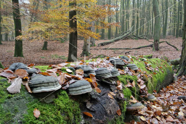 Echte tonderzwam (Fomes fomentarius)