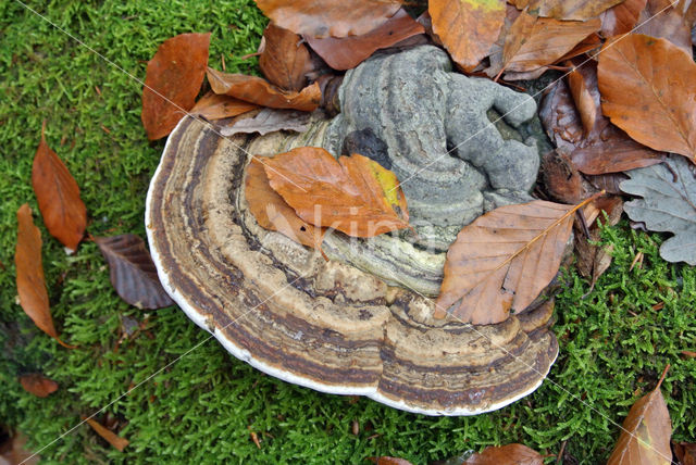 Echte tonderzwam (Fomes fomentarius)