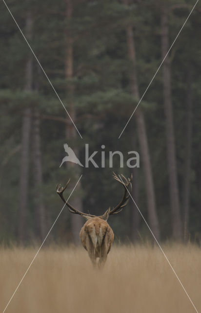 Red Deer (Cervus elaphus)