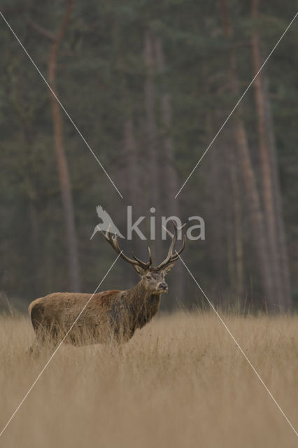 Red Deer (Cervus elaphus)