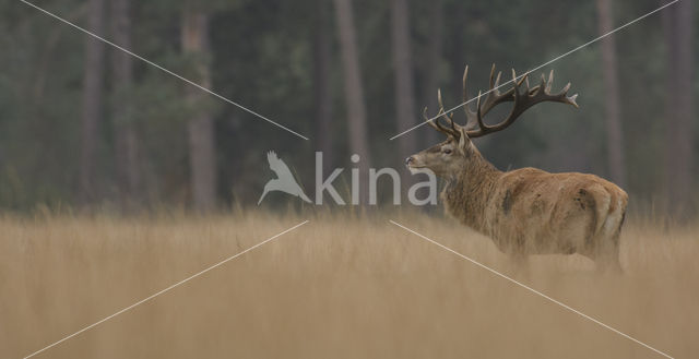 Red Deer (Cervus elaphus)