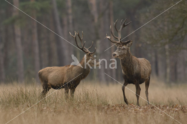 Red Deer (Cervus elaphus)