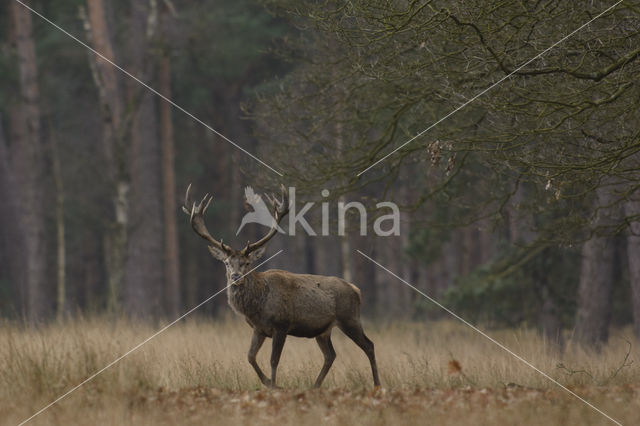 Red Deer (Cervus elaphus)