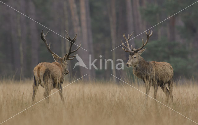 Red Deer (Cervus elaphus)