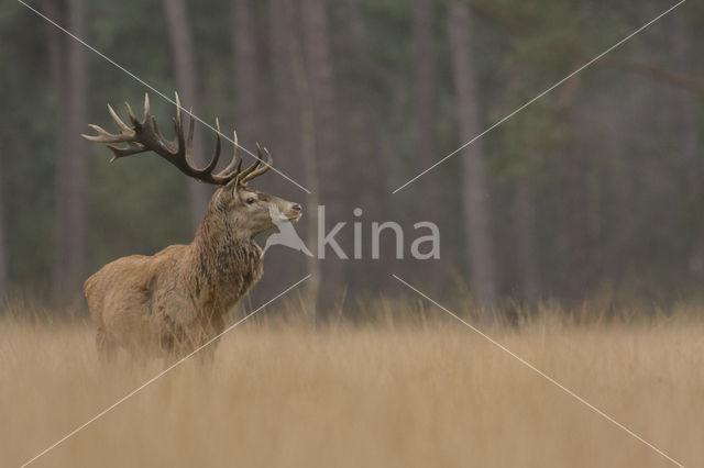 Red Deer (Cervus elaphus)