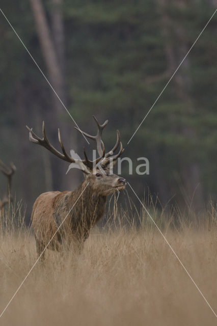 Red Deer (Cervus elaphus)