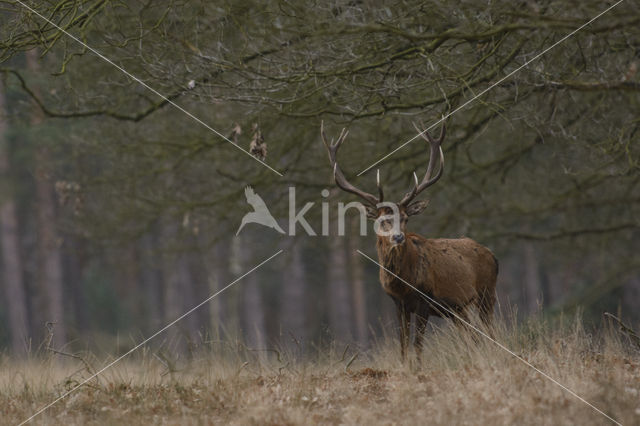 Red Deer (Cervus elaphus)