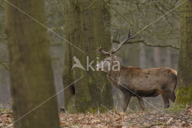 Red Deer (Cervus elaphus)