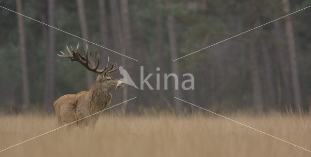 Red Deer (Cervus elaphus)