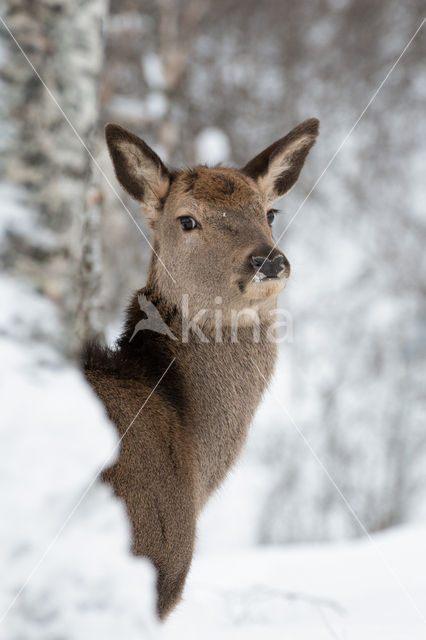 Red Deer (Cervus elaphus)