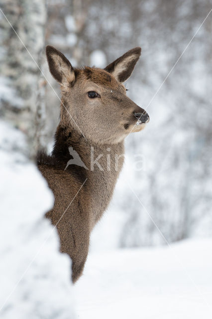 Red Deer (Cervus elaphus)