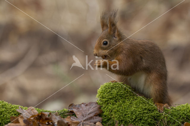 Red Squirrel (Sciurus vulgaris)