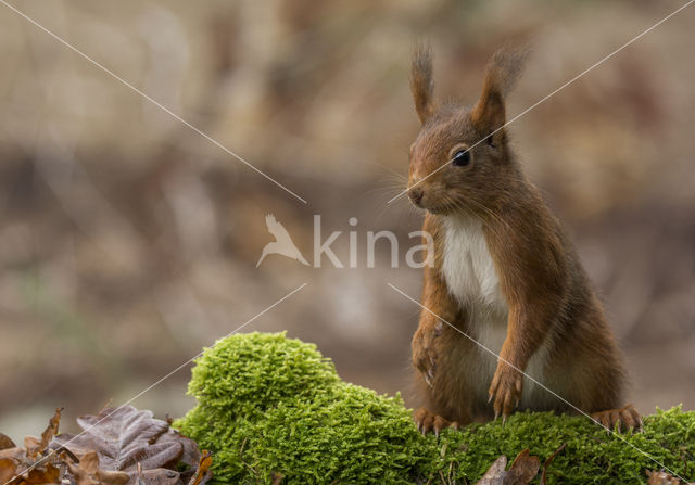 Red Squirrel (Sciurus vulgaris)