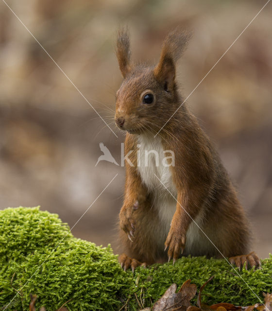 Red Squirrel (Sciurus vulgaris)