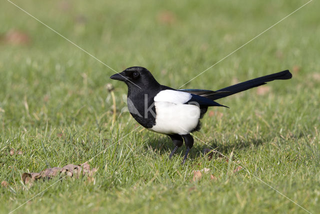 Black-billed Magpie (Pica pica)