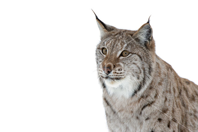 Euraziatische lynx (Lynx lynx)