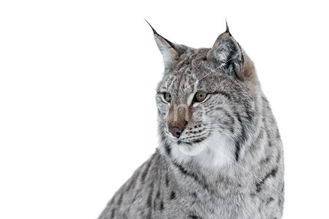 Euraziatische lynx (Lynx lynx)