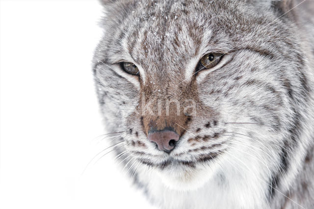 Eurasian Lynx (Lynx lynx)