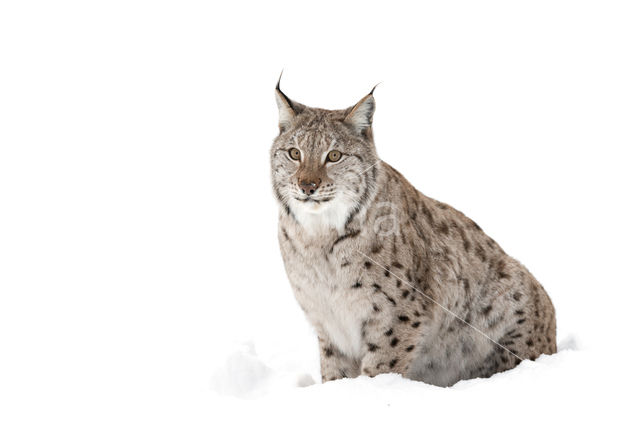 Euraziatische lynx (Lynx lynx)