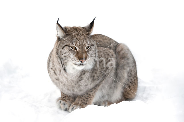 Euraziatische lynx (Lynx lynx)