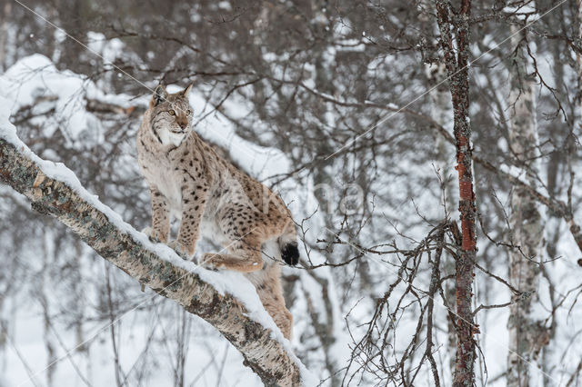 Eurasian Lynx (Lynx lynx)