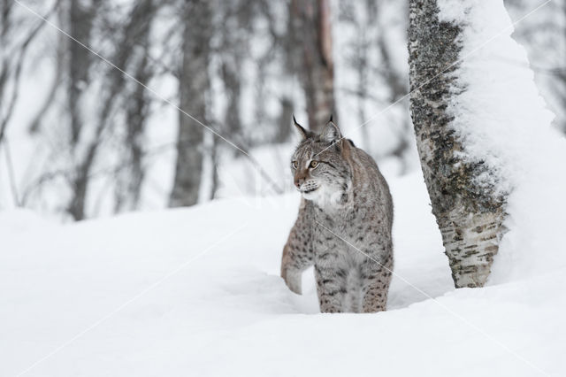 Euraziatische lynx (Lynx lynx)