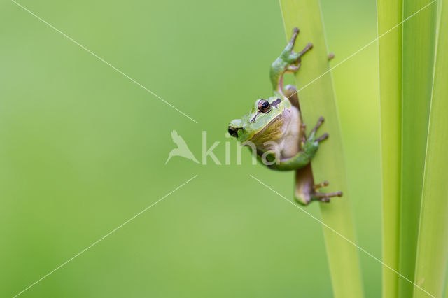 Europese boomkikker (Hyla arborea)