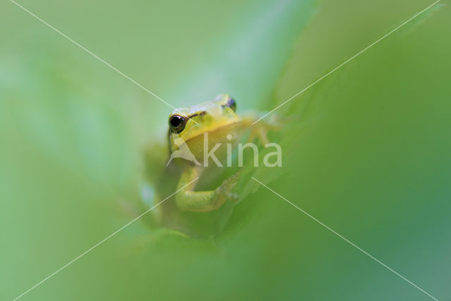 Europese boomkikker (Hyla arborea)