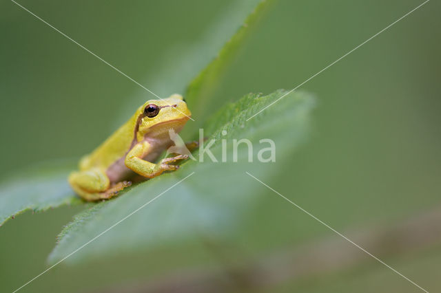 European Tree Frog (Hyla arborea)