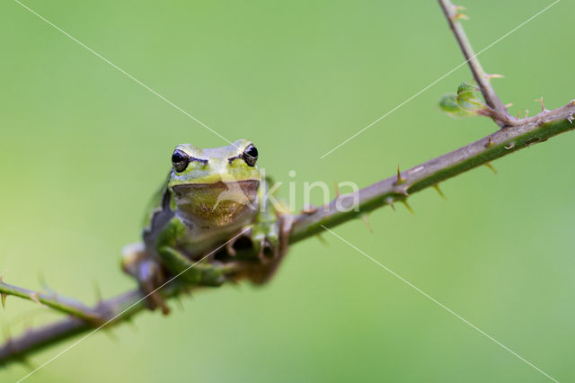 European Tree Frog (Hyla arborea)