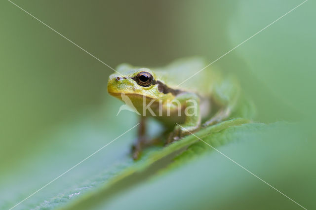 Europese boomkikker (Hyla arborea)