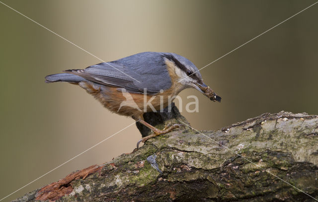 Europese Boomklever (Sitta europaea)