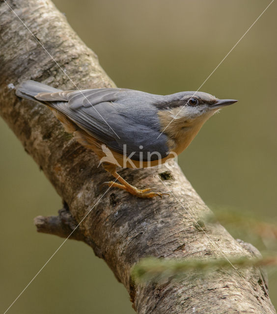 Europese Boomklever (Sitta europaea)