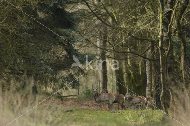 Europese Mouflon (Ovis orientalis)