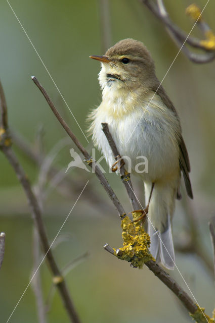 Willow Warbler (Phylloscopus trochilus)